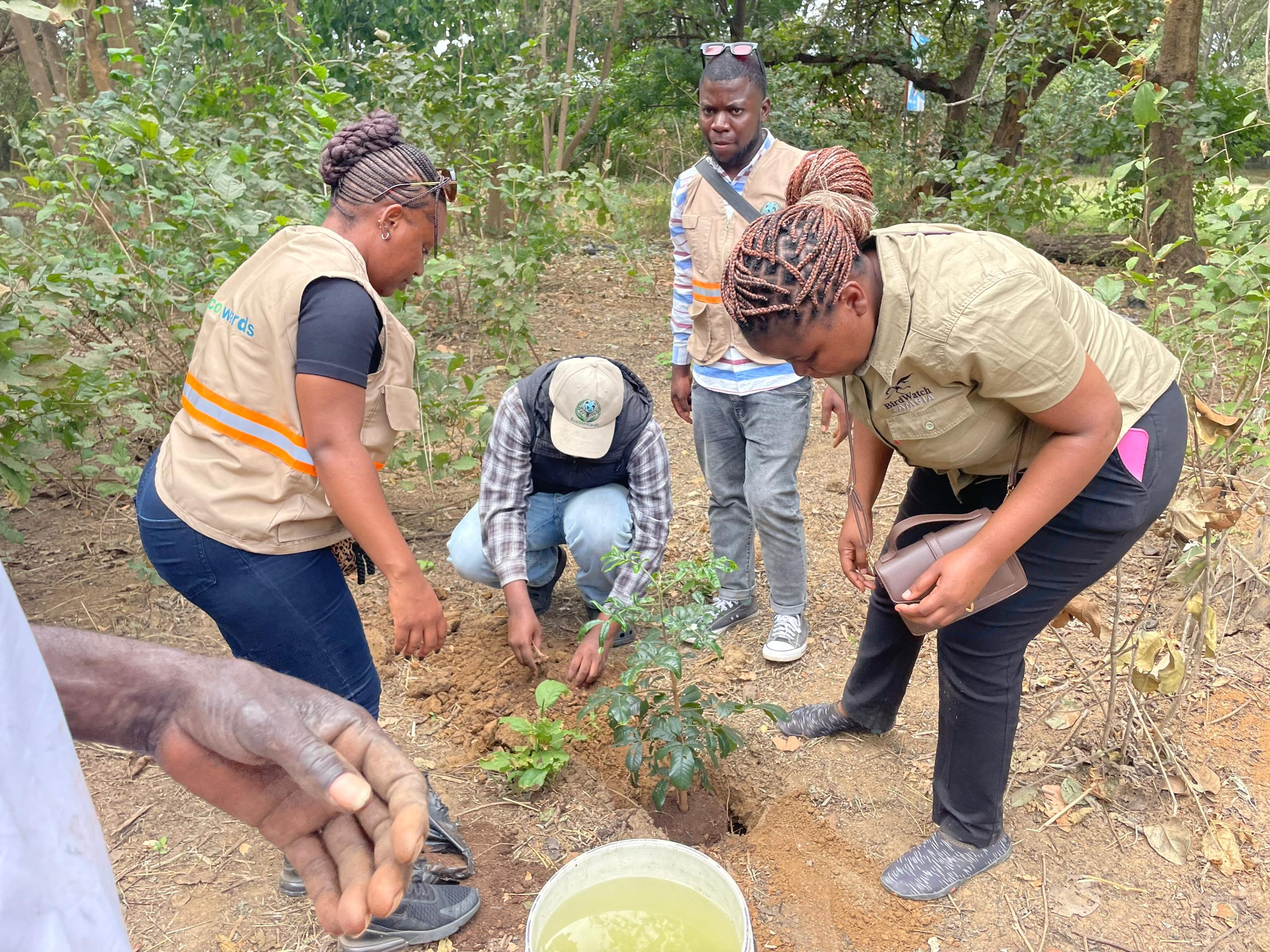 Community tree planting